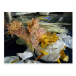 Ingredients of Mother Earth Postcards