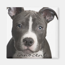 Innocent Pitbull Puppy Magnet