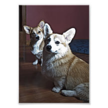 Inquisitive Corgis Photo Print
