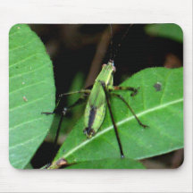 Insect Mouse Pad