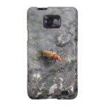 Insect on a rock. galaxy s2 cover