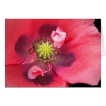 Inside the Poppy Thank You Greeting Cards