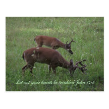 Inspiration scripture postcard deer Cades Cove
