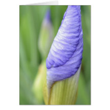 Inspirational Iris Greeting Cards