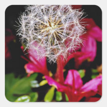 Intimate look at the symmetry of dandelion seedlin stickers