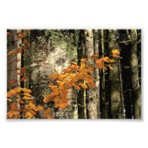 Into the woods photo print