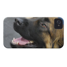 iphone 4 barely there QPC template Ca - Customised Case-Mate iPhone 4 Cases