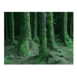 Ireland Tons Of Wild Flowers Ancient Tombs Dark Mo Postcard