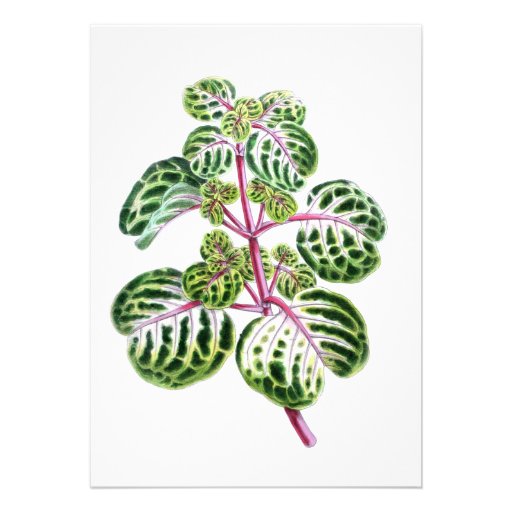 Iresine Herbstii, Aureo-Reticulata Announcement