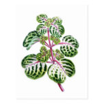 Iresine Herbstii, Aureo-Reticulata Post Cards