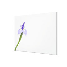 Iris flower. gallery wrapped canvas