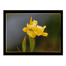 Iris Flower Postcard