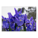 Iris Shining Cards