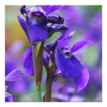 Irises Invitations