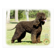 Irish Water Spaniel 9R032D-232 Postcard