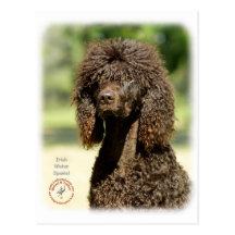 Irish Water Spaniel 9R032D-363 Postcards