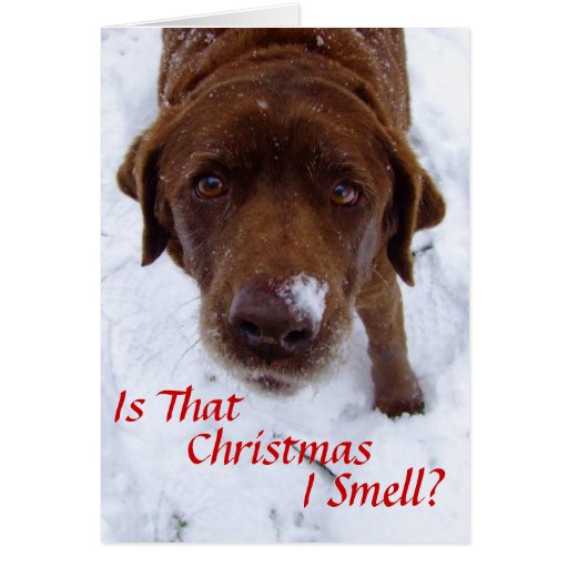 Is that Christmas I smell? Greeting Cards