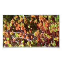 Ishawooa Wyoming Flora Fungi Lichen Mosses Photograph