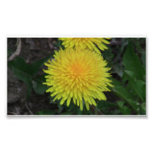 Ishawooa Wyoming Flora Wildflowers Flowers Botany Photo
