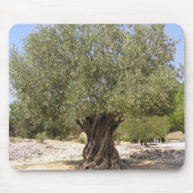 Israel Olive Tree Mouse Pads