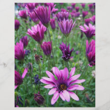 Israel Spring Flowers Full Color Flyer