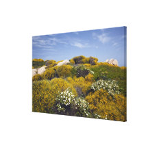 Italy, Sardinia, Santa Teresa Gallura. Capo 3 Stretched Canvas Print