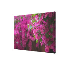 Italy, Sicily, Cefalu, Flowered Courtyard by Canvas Prints