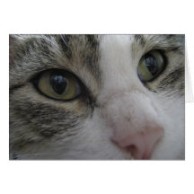 It's in the eyes greeting cards