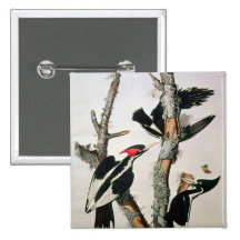 Ivory-billed Woodpecker, from 'Birds of America' Buttons