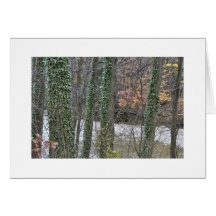 Ivy Covered Trees Card