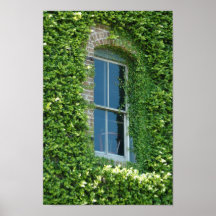 Ivy covered window by downtown Galveston Posters