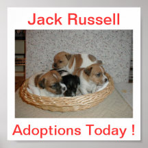 Jack Russell Terrier Dog Adoptions Today Sign Poster