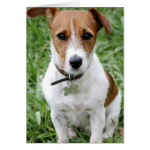 Jack Russell Terrier Greeting Card