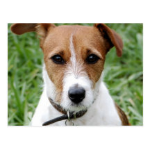 Jack Russell Terrier Postcard