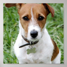 Jack Russell Terrier Print