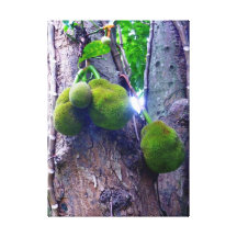 Jackfruit Canvas Print