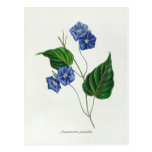 Jacquemontia pentanthos (skyblue clustervine) postcard