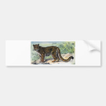 Jaguar Bumper Stickers