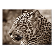 Jaguar Photo