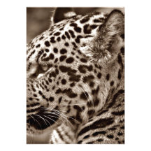 Jaguar Photo Custom Announcements