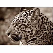 Jaguar Photo Photo Cutouts