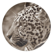 Jaguar Photo Plates