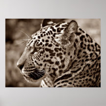 Jaguar Photo Poster