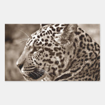 Jaguar Photo Rectangular Sticker