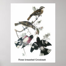 James Aubudon Rose-breasted Grosbeak Posters