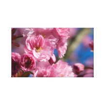Japanese Flowering Cherry Canvas Gallery Wrapped Canvas