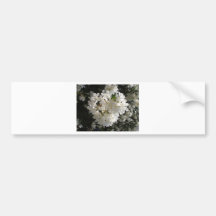 Jasmine Blossom. Bumper Stickers