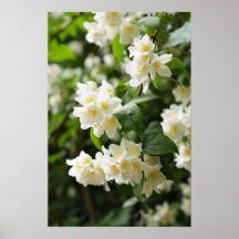 Jasmine in the garden print