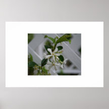 Jasmine Posters