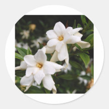 Jasmine Stickers